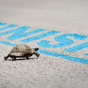 A tortoise crosses the blue finish line of a race.